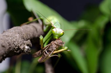 Mantis bileğinde yeme çekirge
