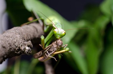 Mantis bileğinde yeme çekirge