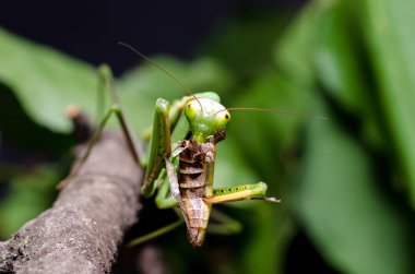 Mantis bileğinde yeme çekirge