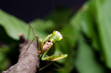 Mantis bileğinde yeme çekirge