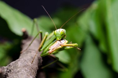 Mantis bileğinde yeme çekirge
