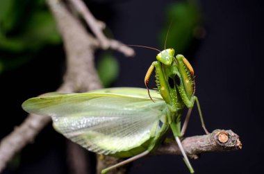 Mantis savunma duruş