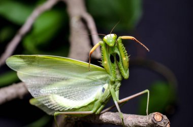 Mantis savunma duruş