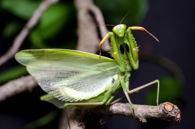 Mantis savunma duruş