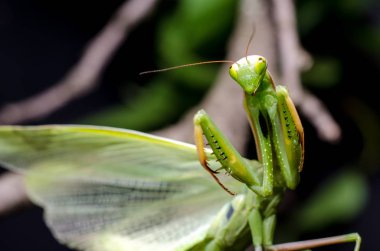 Mantis savunma duruş