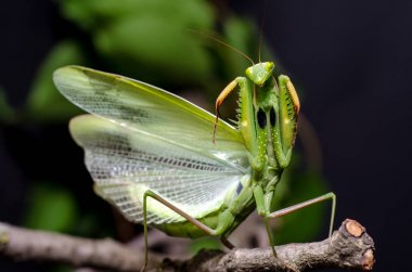 Mantis savunma duruş