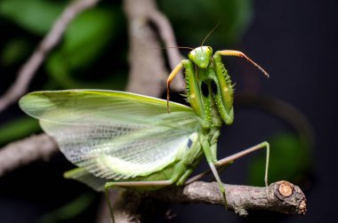 Mantis savunma duruş