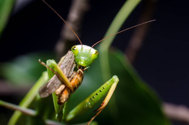 Mantis bileğinde yeme çekirge