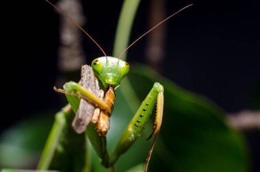 Mantis bileğinde yeme çekirge