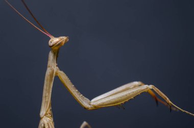 Kahverengi peygamberdevesi dini. (Peygamber devesi dini)