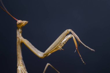 Kahverengi peygamberdevesi dini. (Peygamber devesi dini)