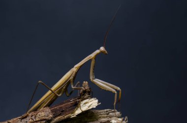 Kahverengi peygamberdevesi dini. (Peygamber devesi dini)