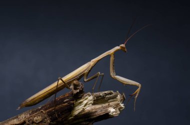 Kahverengi peygamberdevesi dini. (Peygamber devesi dini)