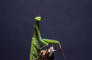 Mantid dini (Mantid dini))