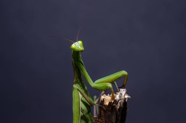 Mantid dini (Mantid dini))