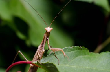 Kahverengi Peygamberdevesi dini Kahverengi 
