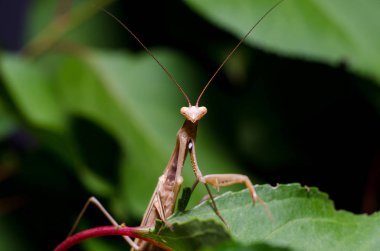 Kahverengi Peygamberdevesi dini Kahverengi 