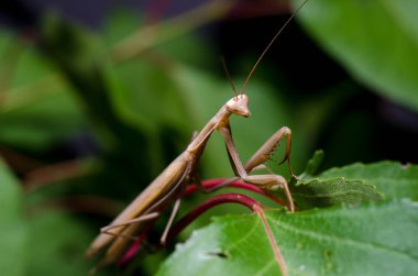 Kahverengi Peygamberdevesi dini Kahverengi