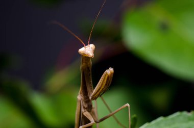 Kahverengi Peygamberdevesi dini Kahverengi
