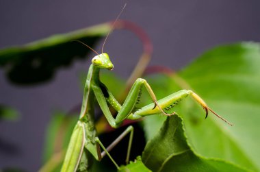 Mantid dini (Mantid dini))