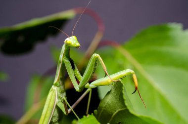 Mantid dini (Mantid dini))