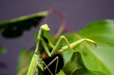 Mantid dini (Mantid dini))