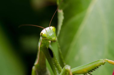 Mantid dini (Mantid dini))