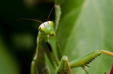 Mantid dini (Mantid dini))