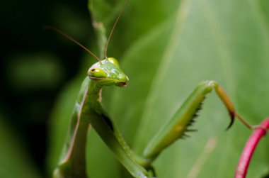 Mantid dini (Mantid dini))