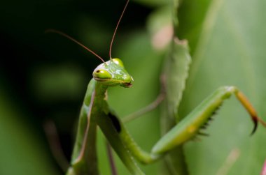 Mantid dini (Mantid dini))