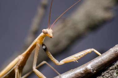 Kahverengi Peygamberdevesi dini Kahverengi