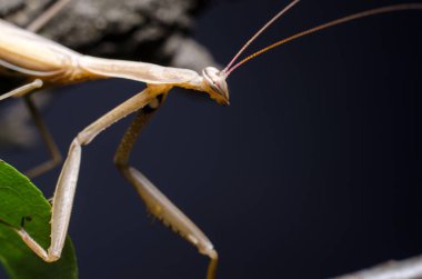 Kahverengi Peygamberdevesi dini Kahverengi