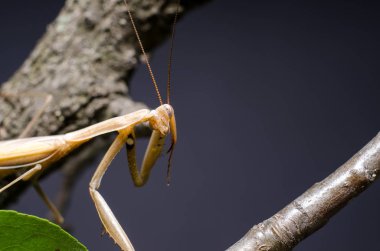 Kahverengi Peygamberdevesi dini Kahverengi