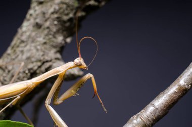 Kahverengi Peygamberdevesi dini Kahverengi