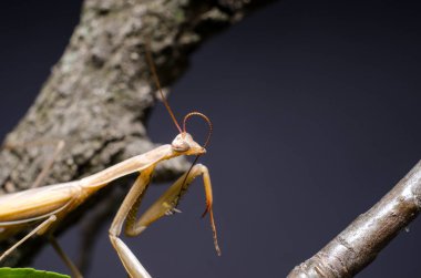 Kahverengi Peygamberdevesi dini Kahverengi