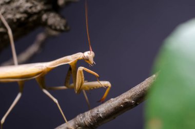 Kahverengi Peygamberdevesi dini Kahverengi