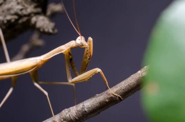 Kahverengi Peygamberdevesi dini Kahverengi