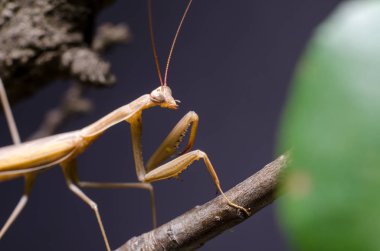Kahverengi Peygamberdevesi dini Kahverengi