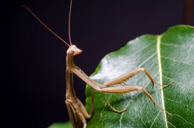 Kahverengi Peygamberdevesi dini Kahverengi