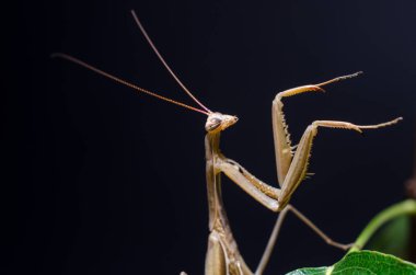 Kahverengi Peygamberdevesi dini Kahverengi