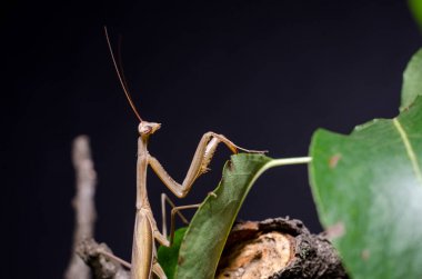 Kahverengi Peygamberdevesi dini Kahverengi