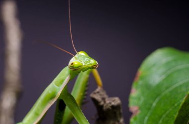 Mantid dini (Mantid dini))