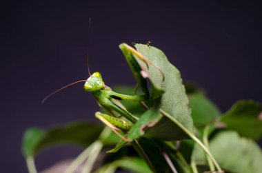 Mantid dini (Mantid dini))