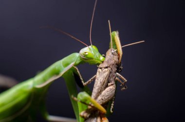 Mantis bileğinde yeme çekirge