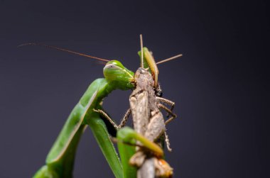 Mantis bileğinde yeme çekirge