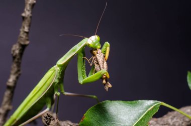 Mantis bileğinde yeme çekirge