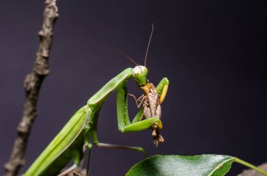 Mantis bileğinde yeme çekirge