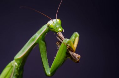 Mantis bileğinde yeme çekirge
