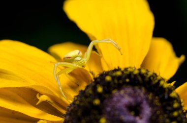 Altın Başak Yengeç örümcek yengeci