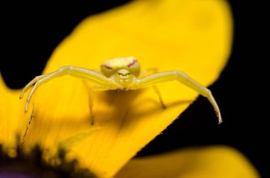Altın Başak Yengeç örümcek yengeci